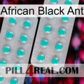 African Black Ant 29